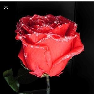 Meet your Posher, Pearl